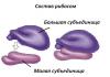 History of the discovery of ribosomes When and by whom were ribosomes discovered?