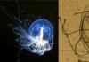 Meduusa Turritopsis nutricula - ainoa kuolematon olento maan päällä
